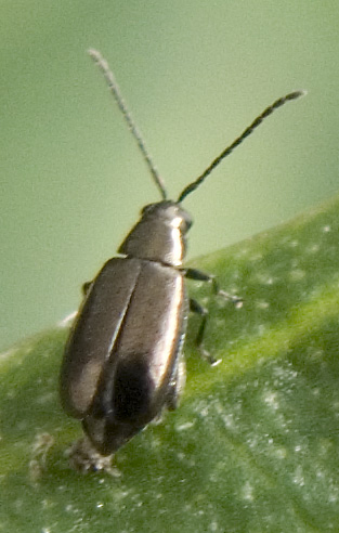 ancora ignoto... alticino, forse Phyllotreta